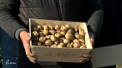 Noirmoutier : La récolte de la Bonnotte fête ses 20 ans