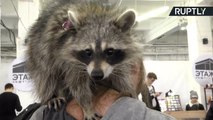 Pests or Pets? Domesticated Raccoons Becoming Increasingly Popular in Russia