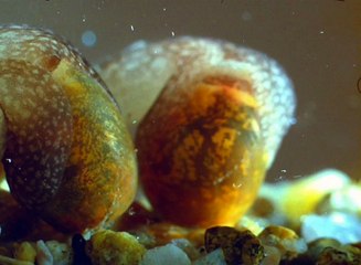 Acéra ou le bal des sorcières & Le Vampire