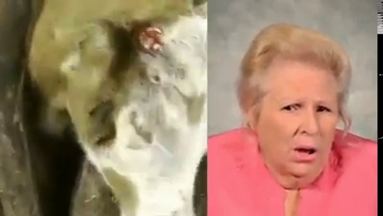 How thy treat with animals for their benifite                                    Noor,noor hot videos,noor scandal exposed,Express News,Pakistan News,Express News Live,Khabardar,Aftab Iqbal,Khabardar latest Kal Tak,Takrar,Panama Case,Dawn Leaks,Maryam Naw