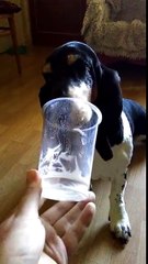 Download Video: Ce chien aime bien le yaourt.