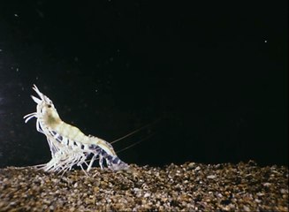 Histoires de crevettes & Le bernard l'ermite