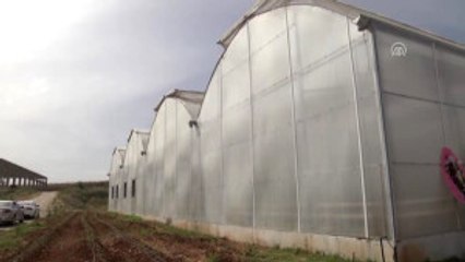 Halfeti'nin "Karagül"Ü Serada Yerini Aldı