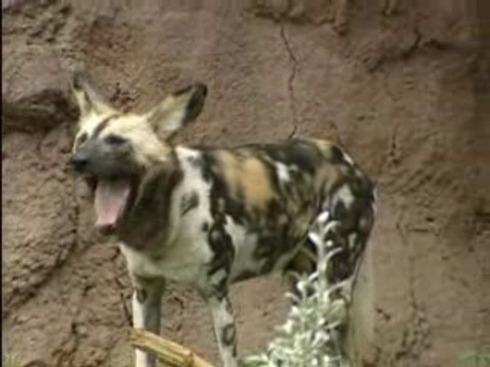 Windows Movie Maker 2 Sample File