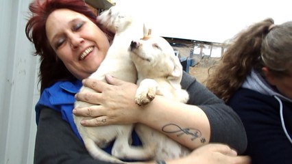 Ville puppies