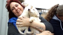 Ville puppies