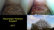 Mauersegler Nestcam 2017