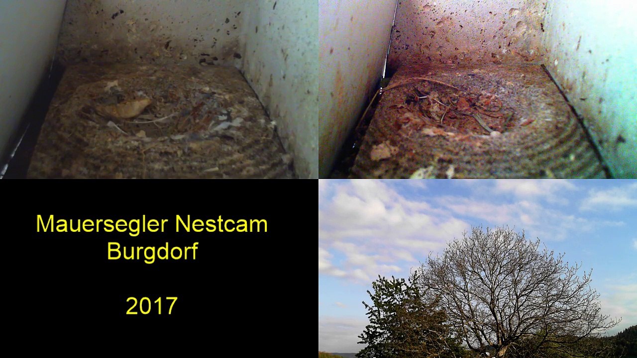 Mauersegler Nestcam 2017