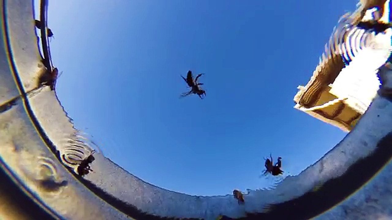 Il cache une caméra dans un bassin pour voir qui vient boire, le résultat ne désappointe pas!