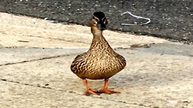 Watch ducklings rescued from storm drain