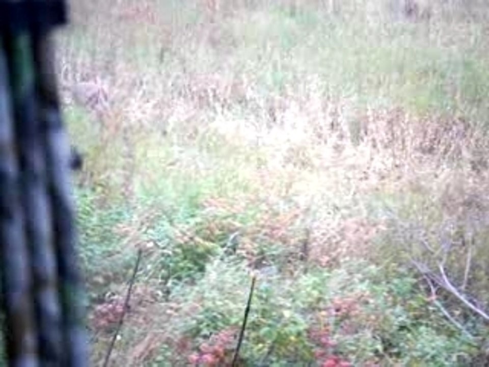 Doe and fawn