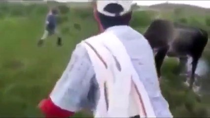 La vache en colère attaque une anaconda qui vient d'avoir écrasé son bébé