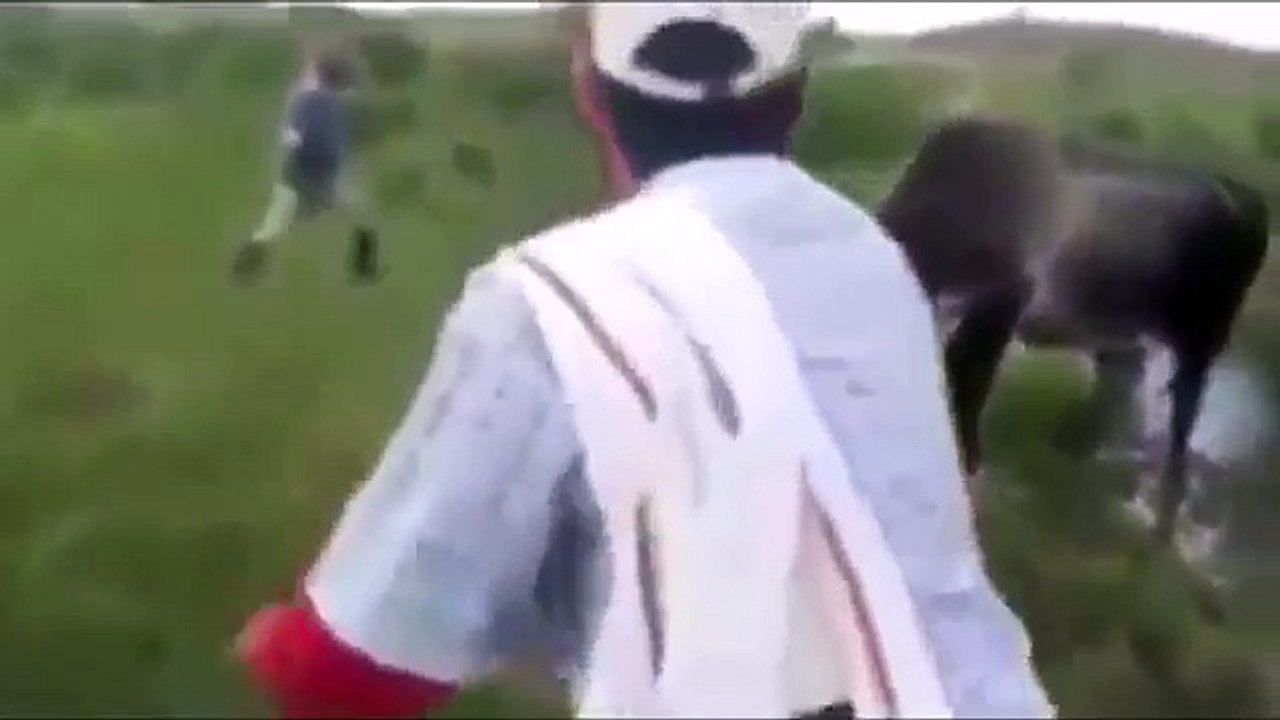 La vache en colère attaque une anaconda qui vient d'avoir écrasé son bébé