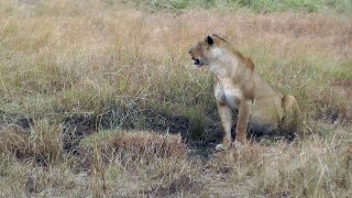 African Lioness Lapping up Water on the Masai Mara, Kenya, Africa