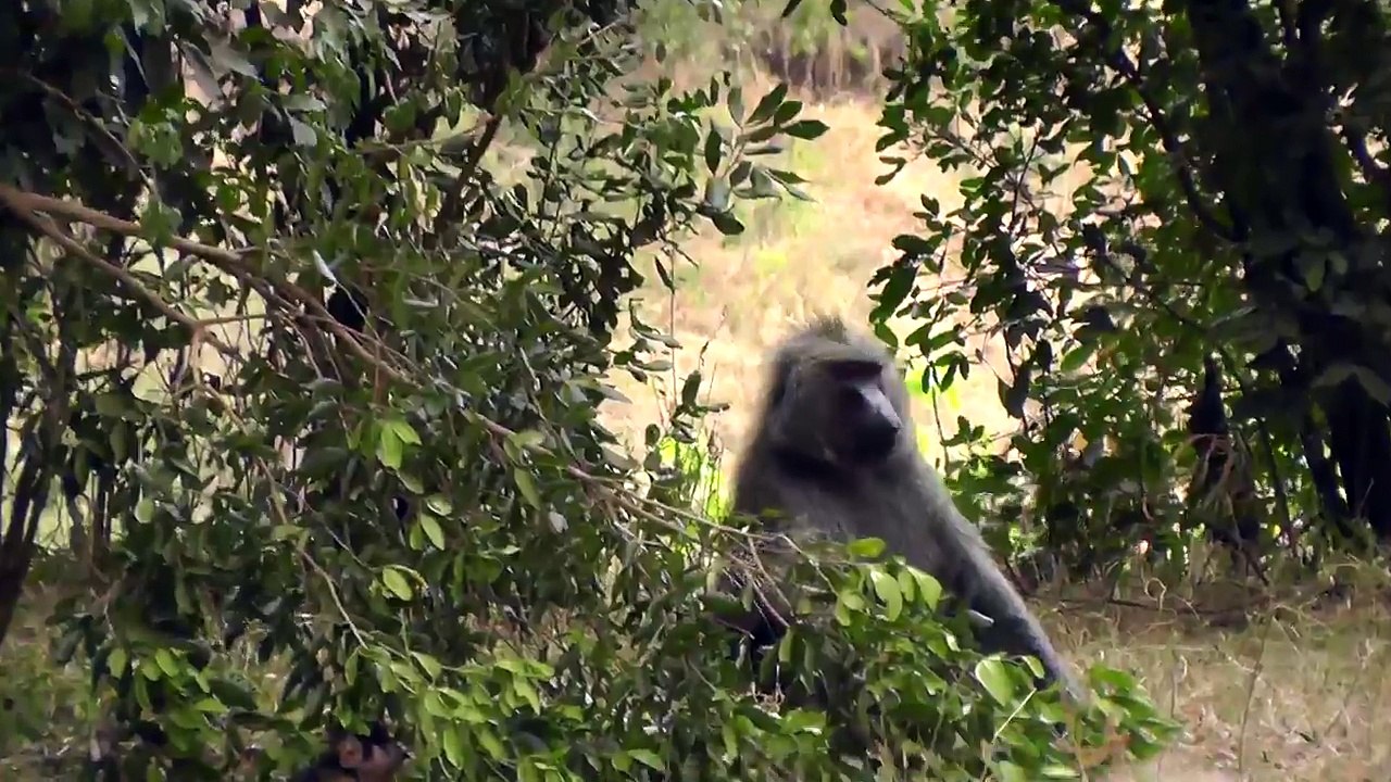 Baby Baboon on the Masai Mara, Kenya, Africa