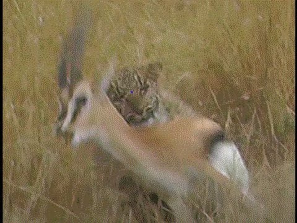 Don't Miss This Leopard In Action!