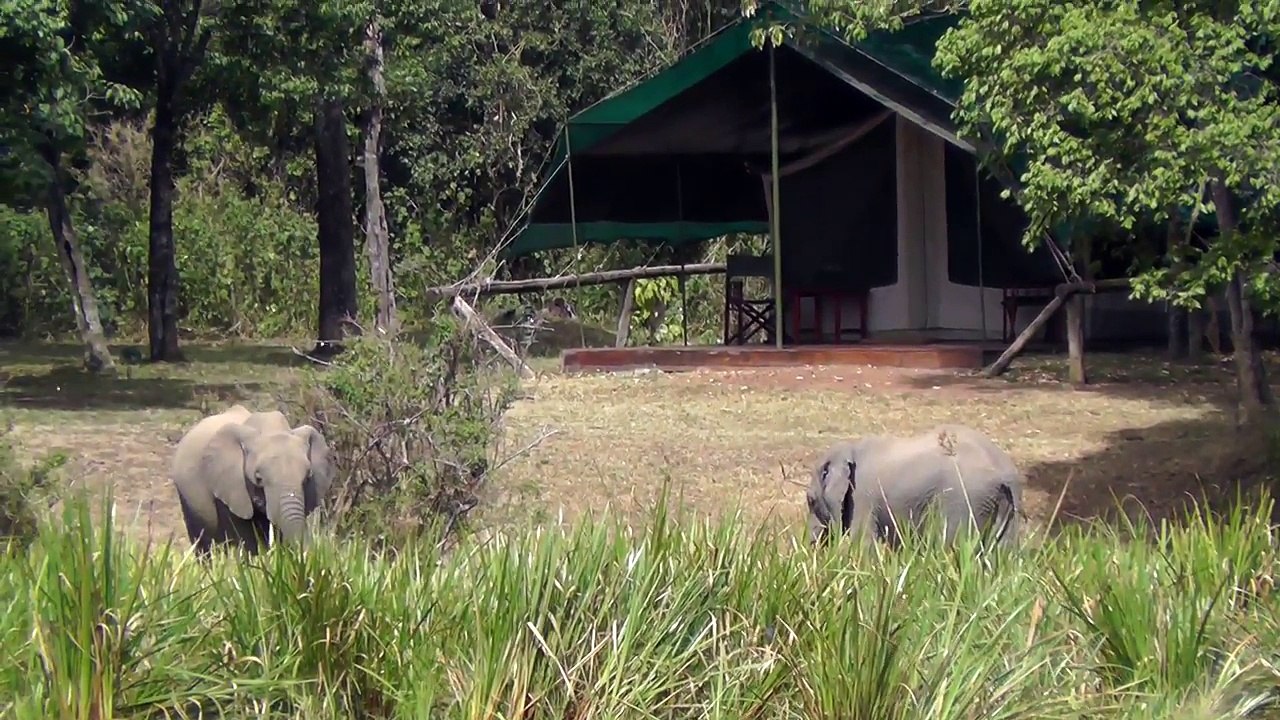 Elephants In Camp At Little Governors, Masai Mara, Kenya, Africa