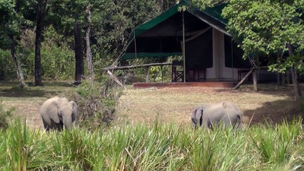 Elephants In Camp At Little Governors, Masai Mara, Kenya, Africa