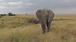 Beautiful African Elephant on the Masai Mara, Kenya, Africa
