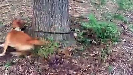 ciranda cirandinha ,te pego corrente