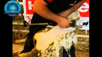 جز الصوف بطريقة رائعة جديد