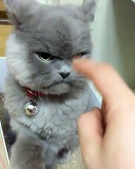 Happy Cats - Gotta love this grumpy cat!