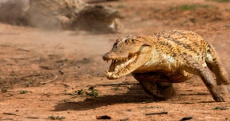 ABD'de Bir Kız Çocuğu, Bacağını Isıran Timsahtan Parmaklarını Burnuna Sokarak Kurtuldu