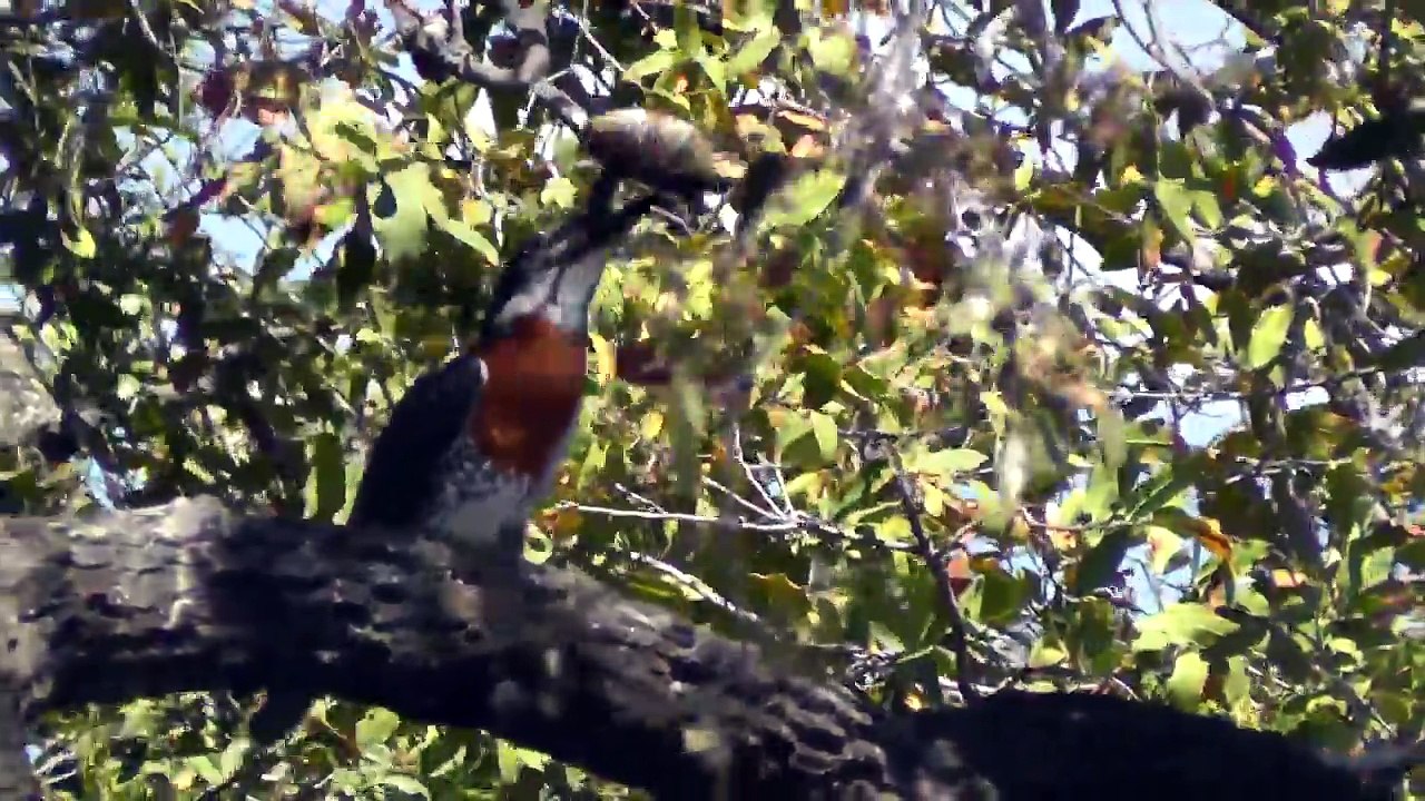 African Kingfisher struggles with fish on the Chobe River, Botswana (1)