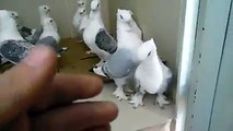 Güvercin Koter Kevok حمام Duvor-Kaftar / Pigeon Koter Kevok حمام Duvor-Kaftar