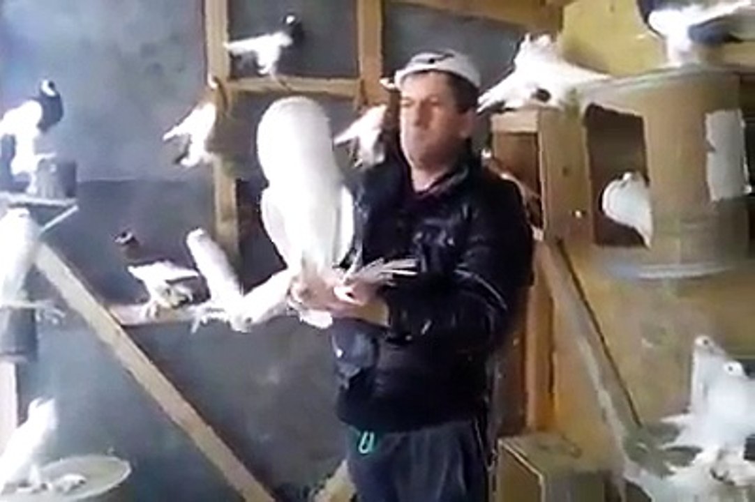 Güvercin Koter Kevok حمام Duvor-Kaftar / Pigeon Koter Kevok حمام Duvor-Kaftar