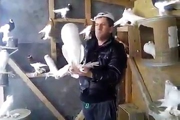 Güvercin Koter Kevok حمام Duvor-Kaftar / Pigeon Koter Kevok حمام Duvor-Kaftar