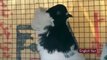 Fantezi Güvercin Irkları - Bölüm 1 / Fancy Pigeon Breeds - Part  1