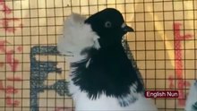 Fantezi Güvercin Irkları - Bölüm 1 / Fancy Pigeon Breeds - Part  1