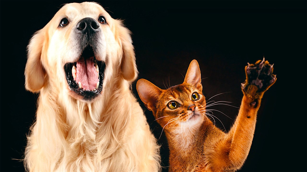 3 New Gadgets Taking The Chore Out Of Pet Care