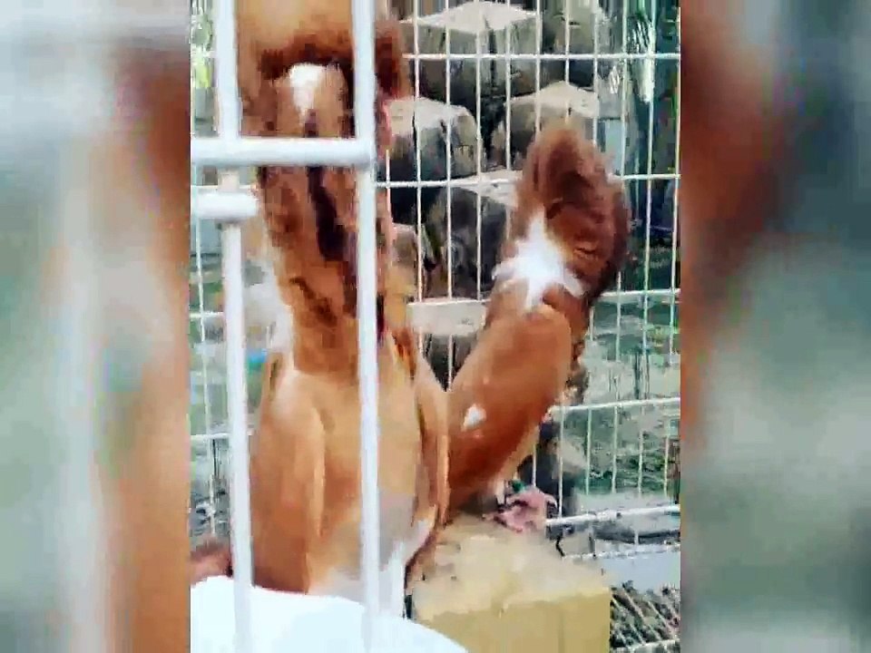 fantezi güvercin yetiştiricilerinin 23 / fancy pigeons breeders  23