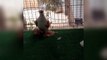 süslü kafeslerde güvercin Yetiştirme ve güvercin gün faaliyet ıslahı (kuşlar viideis)süp / supe fancy pigeons breeding cages & breeding pigeons day activity (birds viideis)