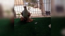süslü kafeslerde güvercin Yetiştirme ve güvercin gün faaliyet ıslahı (kuşlar viideis)süp / supe fancy pigeons breeding cages & breeding pigeons day activity (birds viideis)