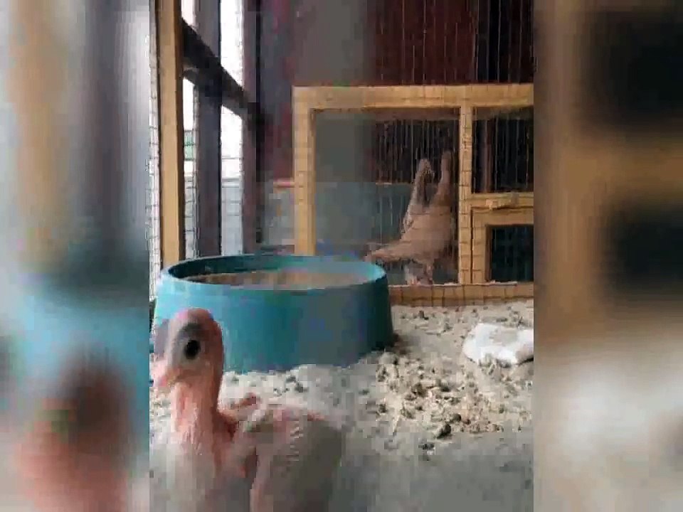 en iyi fantezi güvercin (kızgın kuş)loft & güvercinler gün faaliyet yetiştiriciliği / best fancy pigeon  breeding loft & pigeons day activity (angry bird)