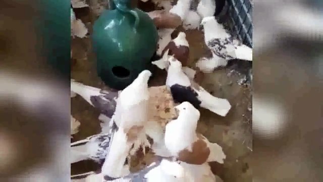 süslü güvercin yetiştiriciliği-zemin & fancy pigeon loft / fancy pigeons breeding-ground & fancy pigeon loft