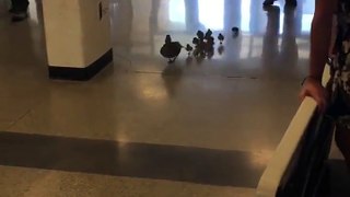 Nothing to see here, just a mother duck escorting her Children