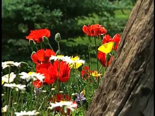 Baby Van Gogh 2000 DVD