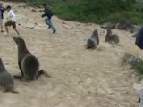 Run Leo, Run! - When Sea Lions Attack (Galapagos Video #1)