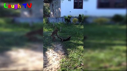 FUNNIEST MONKEY AND ANNOYING CAT CLIPS