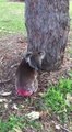 Pink-Bottomed Koala Released Back Into the Wild