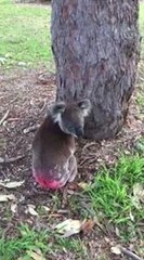 Pink-Bottomed Koala Released Back Into the Wild