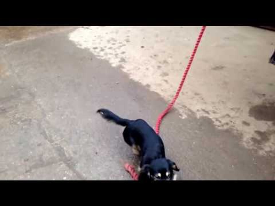 Miniature Dachshund Leads Bigger Horse