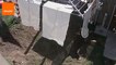 Dogs Caught in Hills Hoist Towel Heist