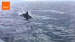Dozens of Dolphins Swim Alongside Boat