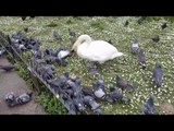 Swan Really Doesn't Like Sharing Its Food