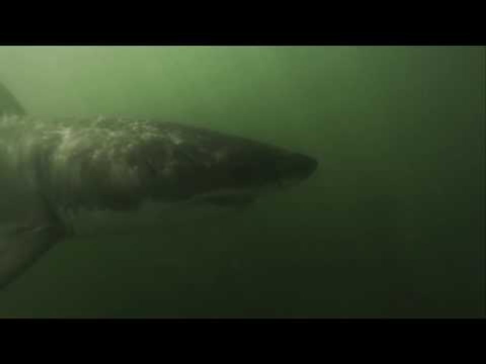 Great White Sharks Spotted in Long Beach, California